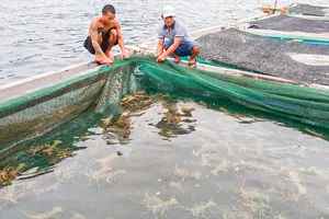 Thủ tục bán sang Trung Quốc vẫn tắc, hàng trăm tấn tôm hùm bông chờ 'giải cứu'