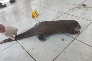 Bị khởi tố vì nhốt tê tê, kỳ tôm trong nhà