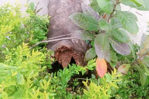 Cây phượng ngã đổ trong sân trường, nhiều học sinh bị thương