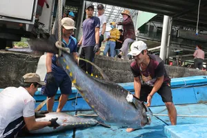 Vào vụ ‘săn’ cá ngừ dịp Tết