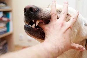 Người đàn ông 60 tuổi tử vong sau 10 ngày bị chó cắn vào tay