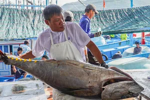 Ngư dân Nam Trung Bộ bội thu mùa cá ngừ đại dương
