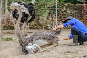 Điều kỳ thú bên trong trại nuôi đà điểu lớn nhất Việt Nam