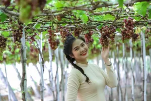 Nhiều tiềm năng, lợi thế của Ninh Thuận đang chờ khai thác 