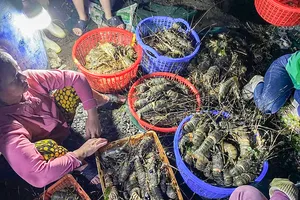 Tôm hùm xanh chết đột ngột hàng loạt ở Phú Yên