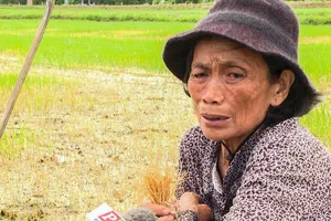 Ruộng lúa chết khô nghi bị phá hoại, cụ bà 72 tuổi khóc hết nước mắt
