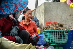 Tôm hùm, cá nuôi lại chết hàng loạt ở Phú Yên