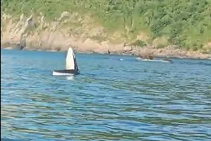 Cá voi xuất hiện ở danh thắng Mũi Điện