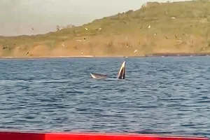 Ngư dân bắt gặp cá voi săn mồi trên biển Phú Yên