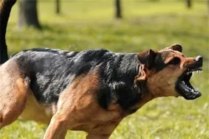 Bé trai 7 tuổi bị con chó 20 kg cắn vào mặt, thương tích nặng