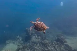 Rùa biển tái xuất hiện ở vịnh Nha Trang