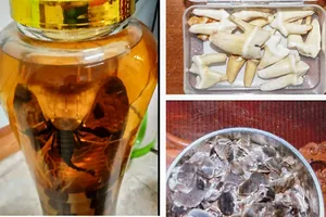 Mang rượu ngâm rắn hổ chúa đi bán, bị khởi tố