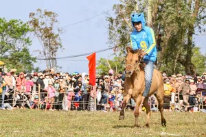 Đầu năm đến gò Thì Thùng xem 'kỵ sĩ nông dân' đua ngựa