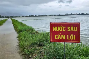 Hơn 4.000 ha lúa, hoa màu ở Phú Yên ngập sâu trong nước