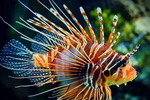 Cấp cứu ngư dân bị cá Mao Tiên đâm vào chân