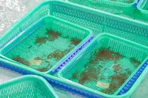 Thu giữ gần 250.000 con tôm hùm giống không rõ nguồn gốc ở Khánh Hòa