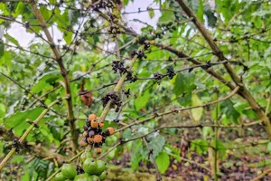 Cà phê ở Lâm Đồng chết bất thường sau khi bón phân