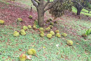 Lâm Đồng: Cây xanh ngã đổ, nhà dân tốc mái, sầu riêng rụng trái hàng loạt vì mưa lớn