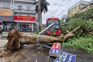 Lâm Đồng: Mưa kèm gió lớn gây ngã cây, nhà dân tốc mái