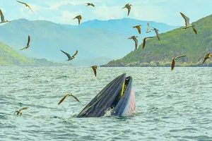 Cận cảnh cá voi quý hiếm săn mồi trong khu bảo tồn biển vịnh Nha Trang