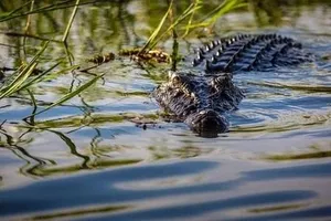 Thuê lực lượng chuyên nghiệp vây bắt cá sấu sổng chuồng, tấn công người