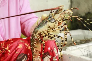 Người dân Đắk Lắk tháo mái nhà, bán rẻ tôm hùm trước khi bão số 13 đổ bộ