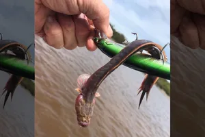 Sinh vật bí ẩn dưới lòng biển Úc