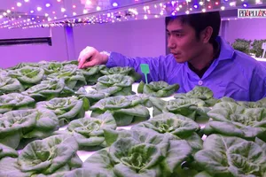 Video cận cảnh trồng rau bằng ánh sáng nhân tạo