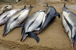 1.100 con cá heo bị cắt xẻo dạt vào bờ biển Pháp