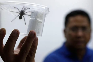 Giấu 757 con nhện sống trong hộp bánh khi qua hải quan