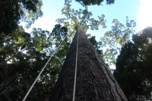 Tìm ra cây nhiệt đới cao nhất thế giới