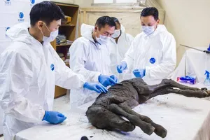 Máu lỏng bên trong một chú ngựa bị đóng băng 42.000 năm