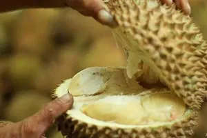 500 người sơ tán vì... mùi sầu riêng