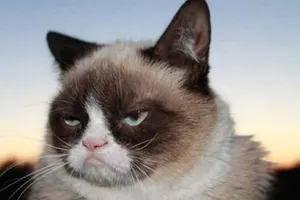 Vĩnh biệt cô mèo ‘cau có’ nổi tiếng thế giới