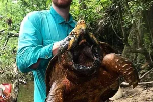 Ngỡ ngàng trước con rùa cá sấu to kỷ lục ở Mỹ