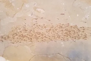 Kinh ngạc hóa thạch 50 triệu năm của đàn cá đang bơi