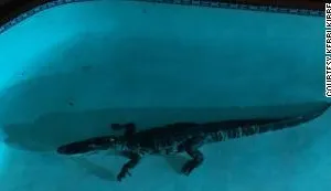 Hoảng hồn cá sấu dài hơn 2 m trong hồ bơi ở nhà