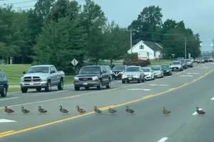 Dễ thương đàn vịt... sang đường, dòng xe nối dài chờ đợi