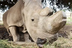 Thụ tinh thành công trứng của tê giác trắng cuối cùng