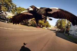 Tử vong vì đâm phải chim ác là bay ngược chiều