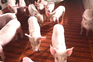 Trung Quốc xuất 10.000 tấn thịt lợn từ nguồn dự trữ quốc gia