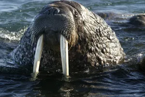 Tàu Nga chìm ở Bắc Cực khi bị một con hải mã tấn công