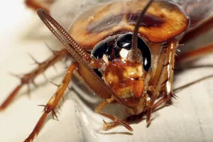 Video: Tổ gián Đức trong tai một người đàn ông Trung Quốc