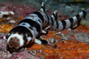 Phát hiện 4 loài cá mập mới biết... đi bộ