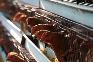 Trung Quốc thông báo phát hiện ổ dịch do virus cúm A/H5N1 gây ra ở tỉnh Hồ Nam. Ảnh: SCMP