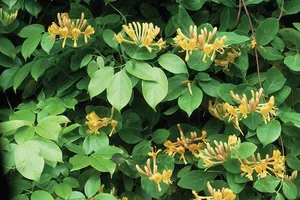 Một số nhà khoa học Trung Quốc tin rằng phương thuốc cổ truyền Song Hoàng Liên có thể giúp điều trị người nhiễm virus Corona mới. Ảnh: BRITANNICA