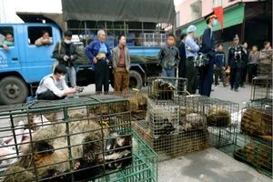 Một chợ buôn bán động vật hoang dã tại tỉnh Quảng Châu, Trung Quốc. Ảnh: SCMP