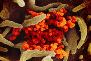 Các nghiên cứu cho thấy các biến đổi gen ở virus COVID-19 có nét tương đồng với các biến đổi ở virus HIV hay Ebola. Ảnh: SCMP