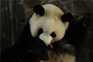 Ngày 17-3 là ngày chào đời của cặp gấu trúc con đầu tiên được sinh trong năm 2020. Ảnh: CHINA DAILY