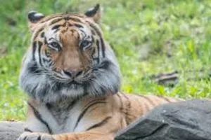 Cọp Nadia trong sở thú Bronx Zoo, ngày 2-4. NBC